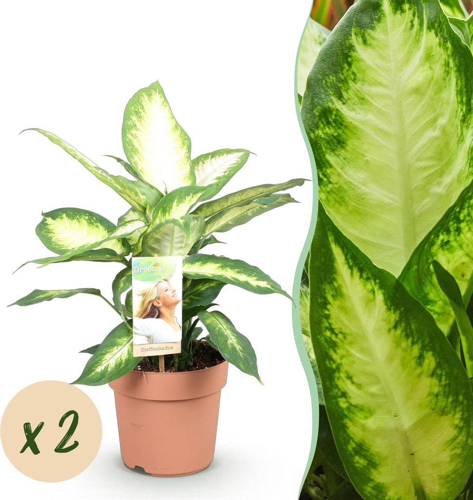 Green boutiQ - Zimmerpflanzen - Diefenbachia Camilla - Dieffenbachia - Wenig Pflege - Bunt - 2 Pflanzen - Topf 17cm - Höhe 45-50cm