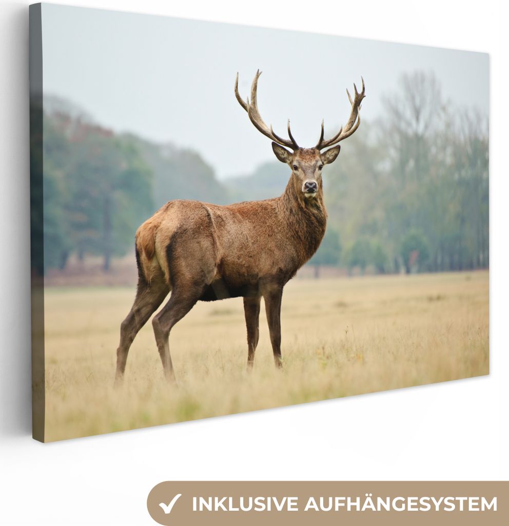 OneMillionCanvasses - Leinwandbilder - 150x100 cm, Hirsche - Tiere - Geweihe, Wandbilder Kunstdruck Wanddekoration
