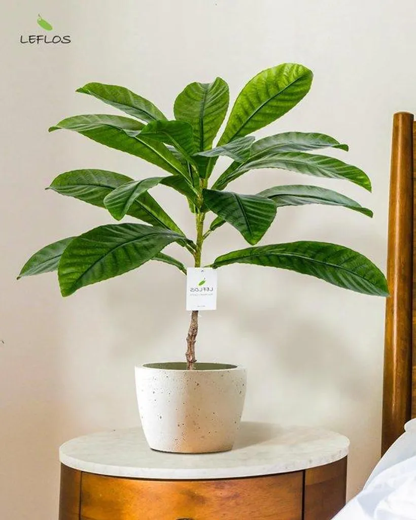 Elaeocarpus artificiel réaliste 60 cm pot blanc finition premium