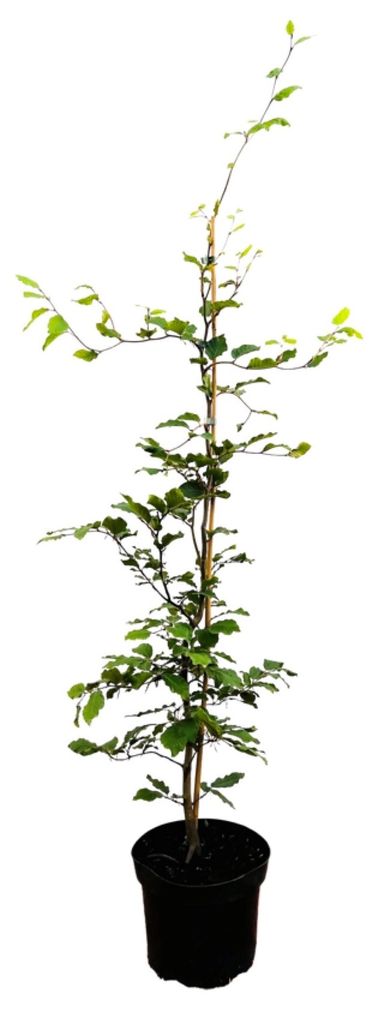 Fagus sylvatica, Rotbuche, 60–80 cm
