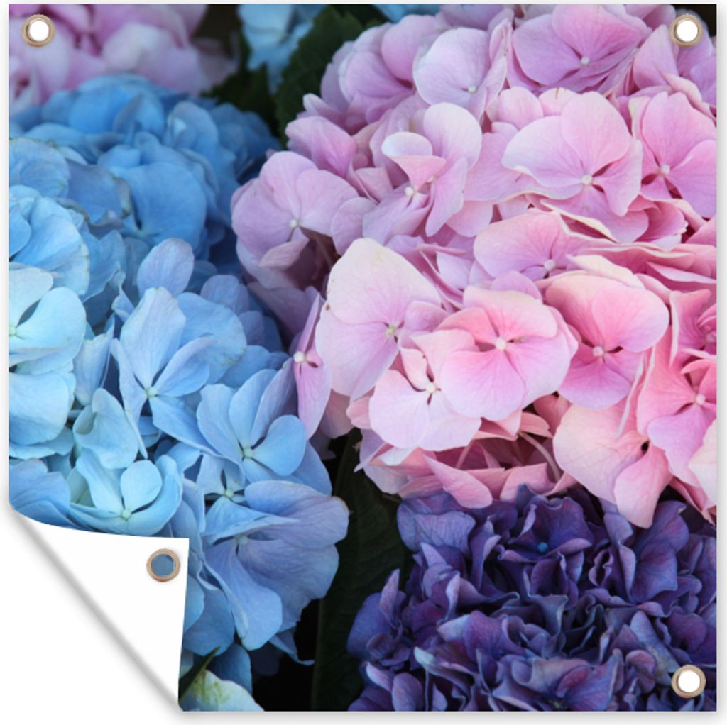MuchoWow 50x50 cm Outdoor-Poster Gartendeko Sichtschutz Garten Poster für den Garten Blumen - Strauch - Hortensie - Botanisch