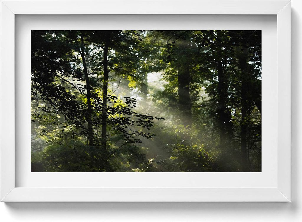 Sonnenstrahlen und Bäume– Wandbild mit Rahmen – Gerahmtes Bild – Wanddekoration – 30x20 cm – Weiß Rahmen