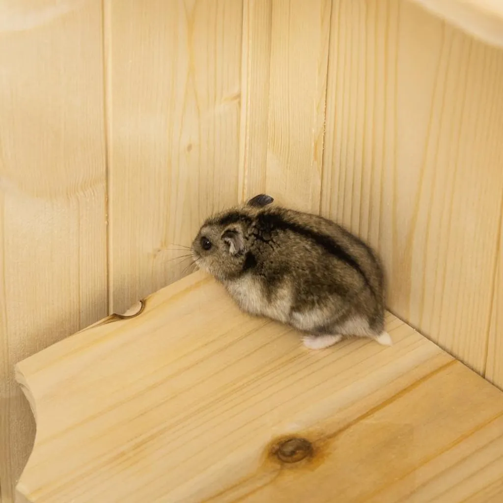 Gabbia per criceti Fortuna Lai in legno a 5 piani Nagarium Gabbia per roditori Gabbia per piccoli animali con tetto a griglia Rampe, gabbia in legno Gabbia per topi grande Gabbia per criceti Criceti nani 60 x 40 x 120 cm Legno naturale - 8