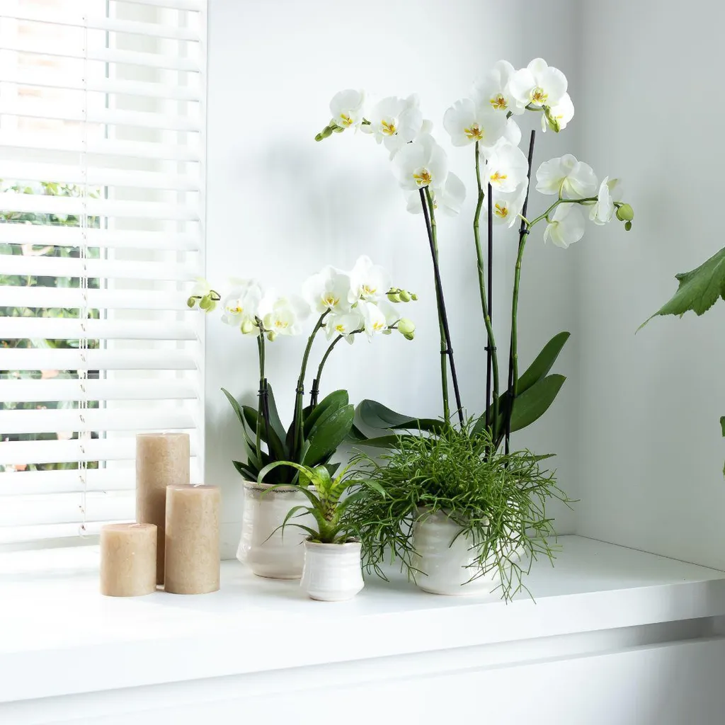 Orchidée Blanche Phalaenopsis pour Décoration Maison - Pot de 12 cm