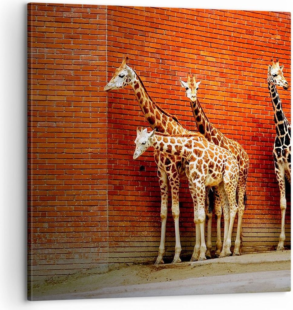 Bild auf Leinwand - Leinwandbild - Tiere Giraffen Zoo Familie - 60x60cm - Wand Bild - Wanddeko - Leinwanddruck - Bilder - Kunstdruck - Wanddekorati...
