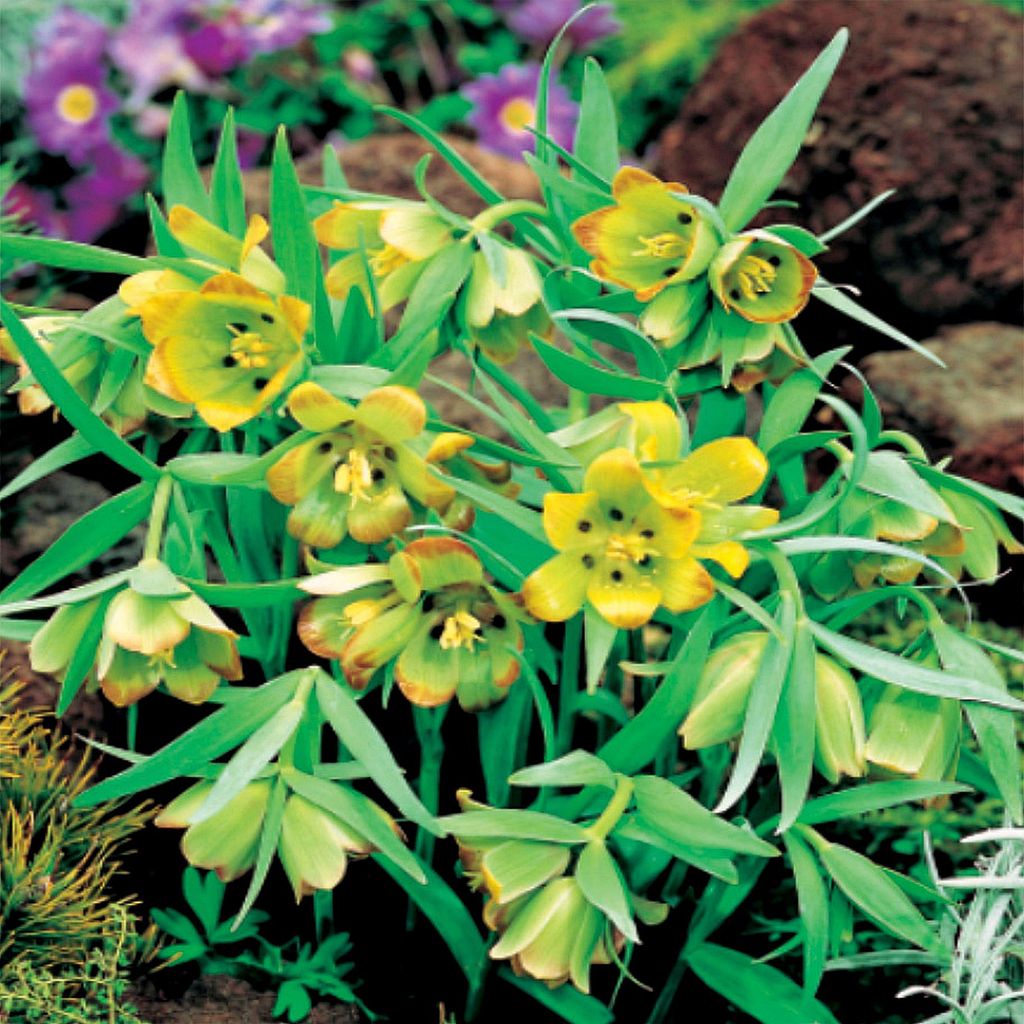 Blumenzwiebeln Zwiebeln Blumen Fritillaria Schachblume Produktbild 