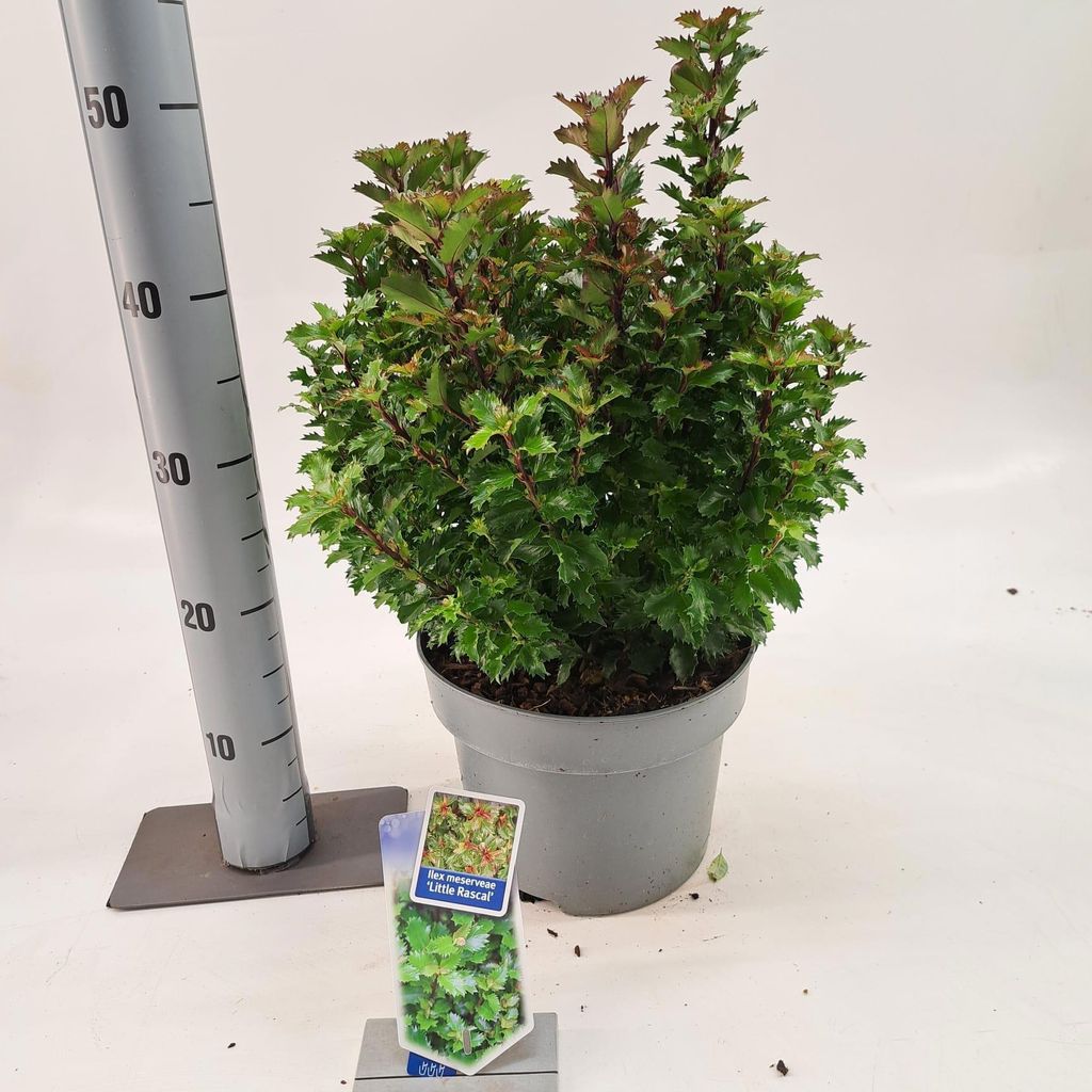 Ilex meserveae 'Little Rascal' - Stechpalme | 30-40 cm im Topf