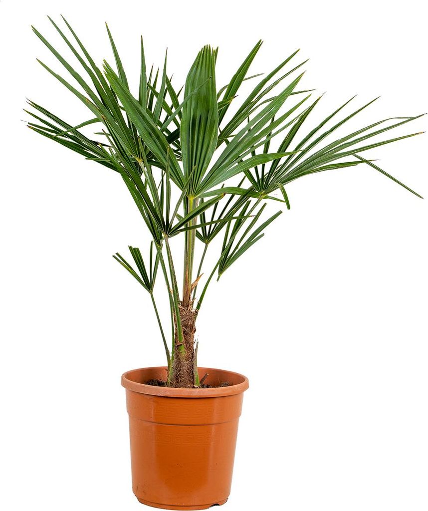 Bloomique - Trachycarpus Fortunei - Chinesische Hanfpalme - Palmen Winterhart Draußen - Höhe 70-80 cm - Topf 24 cm