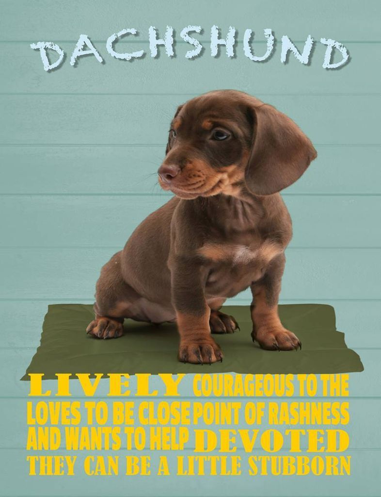 vianmo Holzschild 40x30 cm Dachshund Hund lively devoted
