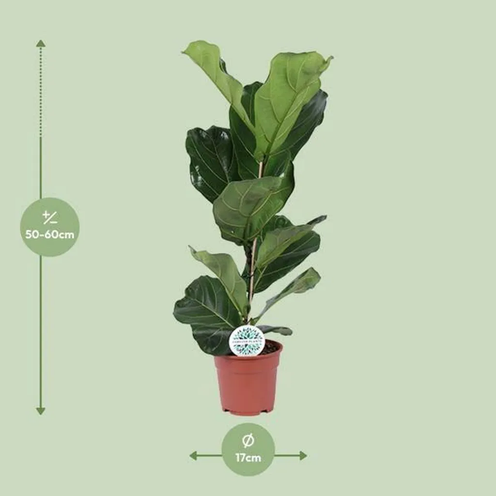 Figuier violoniste Ficus lyrata Plante Verte de Salon Entretien Facile