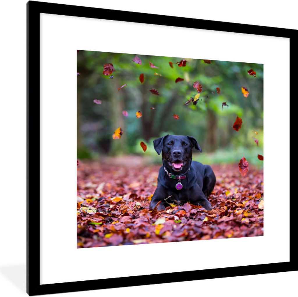MuchoWow Gerahmtes Poster Schwarzer Labrador Retriever inmitten schöner Herbstblätter liegend 40x40 cm - Poster mit Schwarzem Bilderrahmen Wand...