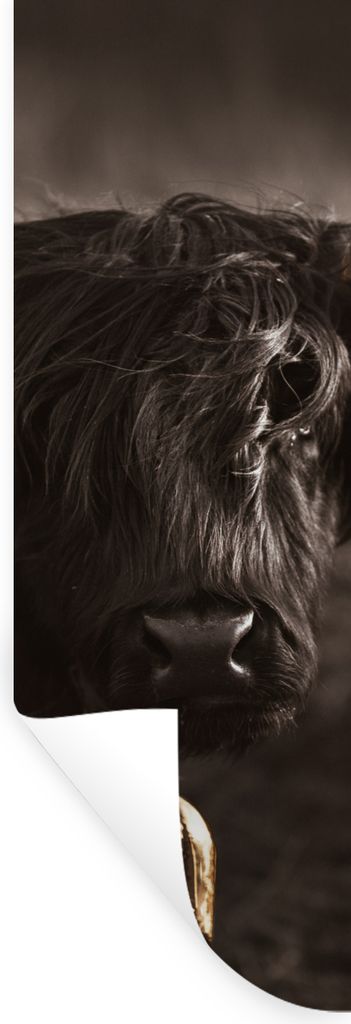 MuchoWow Wandtattoo Wandsticker Wandaufkleber Schottischer Highlander - Gold - Kuhglocke 50x150 cm Selbstklebend und Repositionierbar - Aufkleber