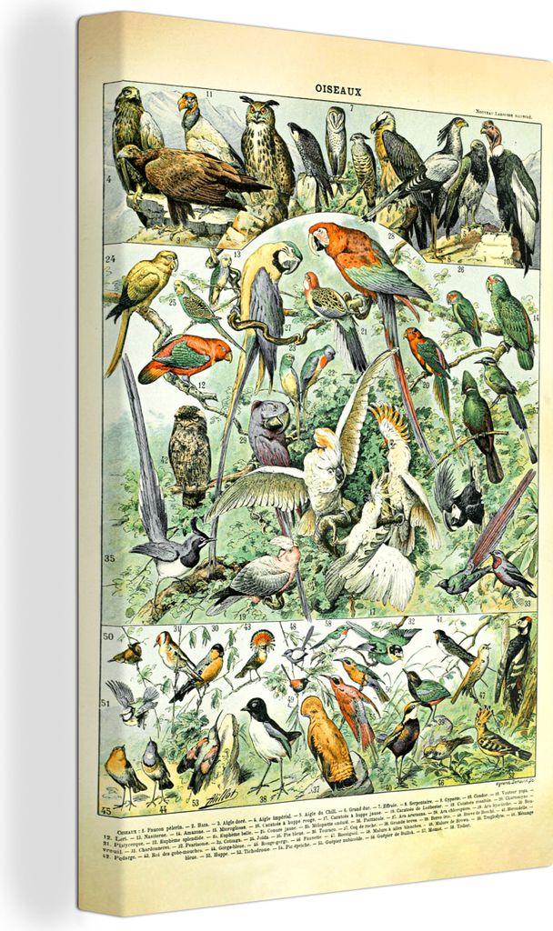OneMillionCanvasses - Leinwandbilder - 90x140 cm, Tiere - Vintage - Adolphe Millot - Vögel - Design, Wandbilder Kunstdruck Wanddekoration - Foto...