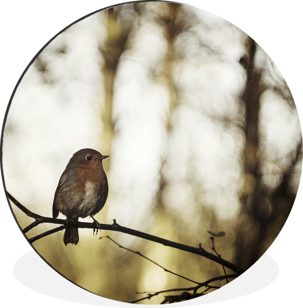 MuchoWow Aluminium Wandkreis Natur - Rotkehlchen - Zweig Ø 30 cm Wanddeko Modern Wohnzimmer - Wand Bild - Wohnzimmer - Runde Bilder - Alubilder ...