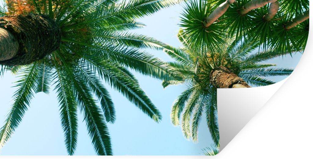 MuchoWow Wandtattoo Wandsticker Wandaufkleber Palmwedel - Himmel - Sommer - Tropisch 40x20 cm Selbstklebend und Repositionierbar - Aufkleber
