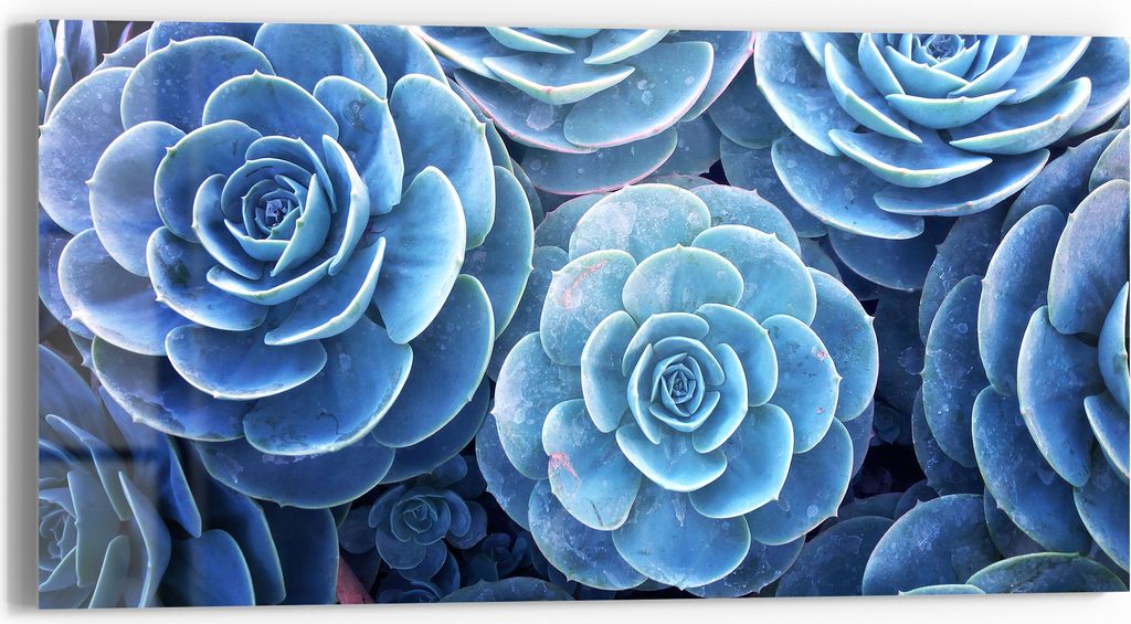 DEQORI Glasbild Echtglas 60x30 cm 'Blaue Sukkulentenpracht' Wandbild Bild modern Deko