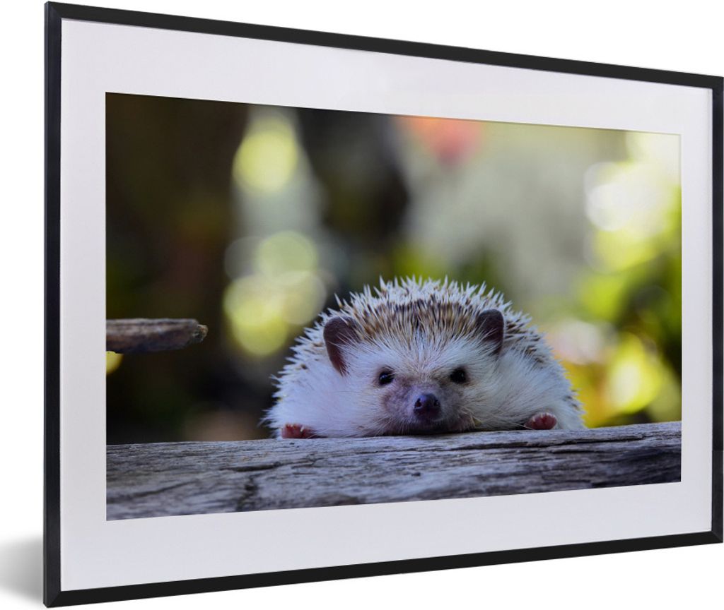 MuchoWow Gerahmtes Poster Igel liegt auf Holz 60x40 cm - Poster mit Schwarzem Bilderrahmen Wandposter Rahmen Foto Bilder - Schlafzimmer - Plakat ...