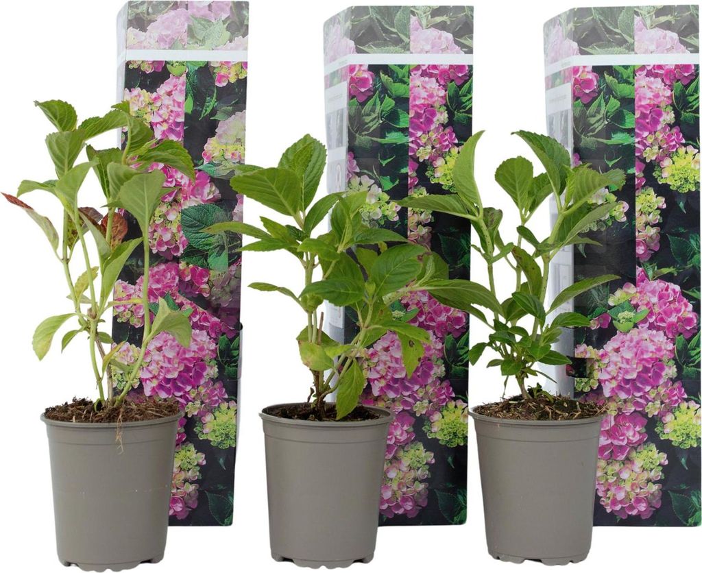 Hortensie - 3 Stk - Hydrangea macrophylla 'Early Pink' - Produktbild 