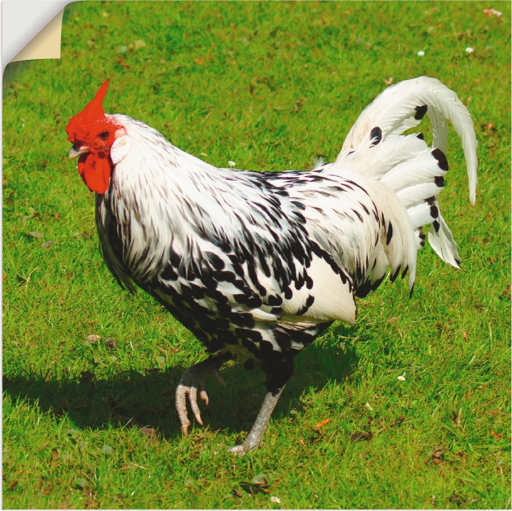 ARTland Wandbild, selbstklebend Gepunktetes Huhn Größe: 40x40 cm