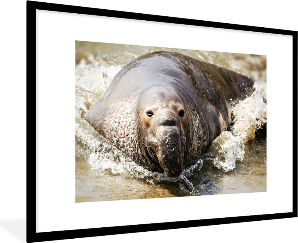 MuchoWow MuchoWow Gerahmtes Poster Tiere - Wasser - Strand 90x60 cm - Poster mit zchwarzem Bilderrahmen - Wanddekoration - Fotos