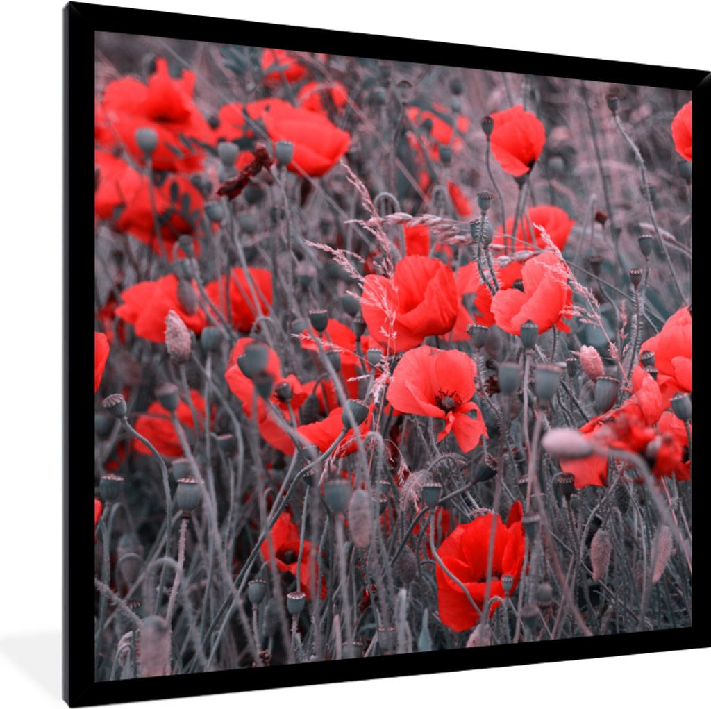 MuchoWow Gerahmtes Poster Rote Mohnblumen in einem Schwarz-Weiß-Bild 40x40 cm - Poster mit Schwarzem Bilderrahmen Wandposter Rahmen Foto Bilder ...