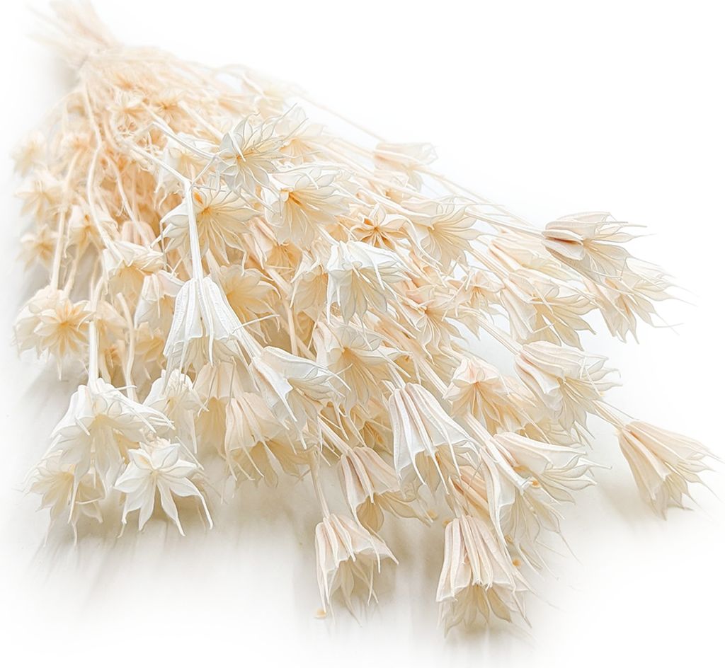 Orientalische Schwarzkümmelblume Getrocknete - (Nigella Produktbild 