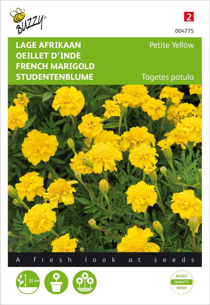 Flor de estudiante Petit Yellow | Semillas de flor de Imagen del producto 