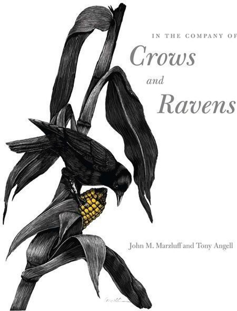 In the Company of Crows and Ravens