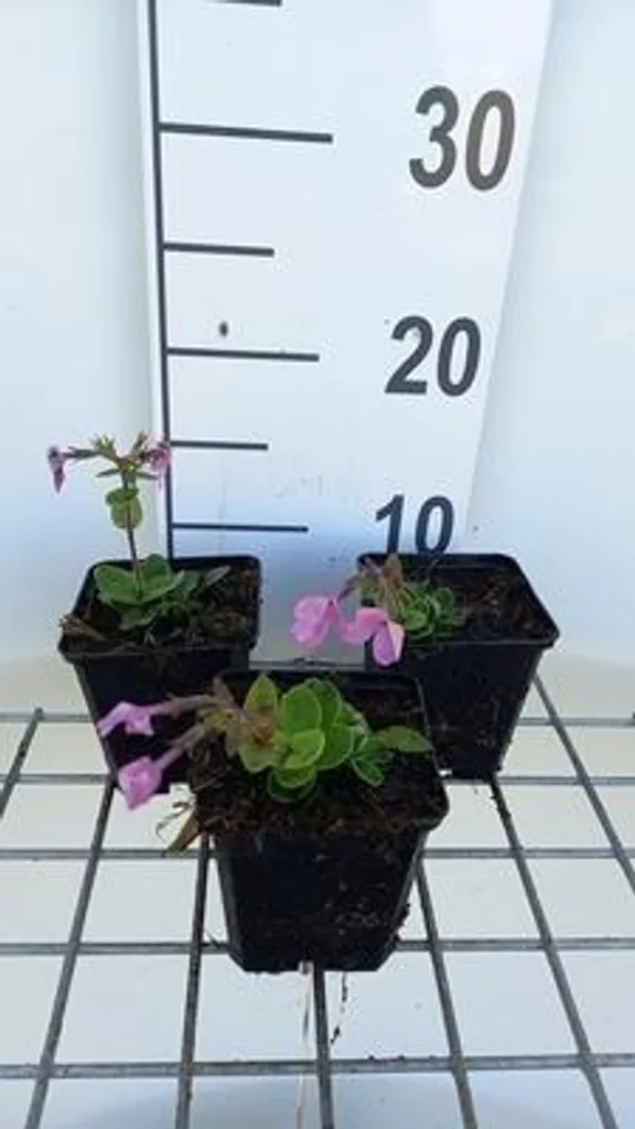 Fleur de flamme Phlox Home Fires rose vif - 6 godets racines denses