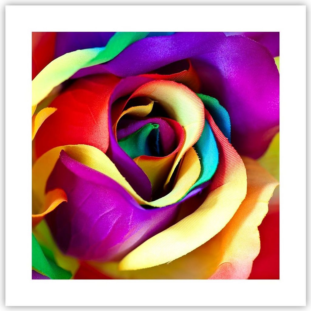 Poster - Poster ohne Rahmen - Blume Farbe Rose - 40x40 cm - Produktbild 