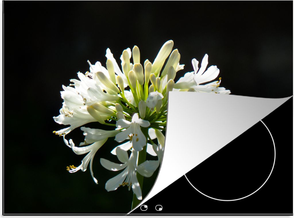 KitchenYeah Herdabdeckplatte Ein blühender weißer Agapanthus vor einem dunklen Hintergrund , 71x52cm, Küche Deko, Glaskeramikkochfeld Herdabde...