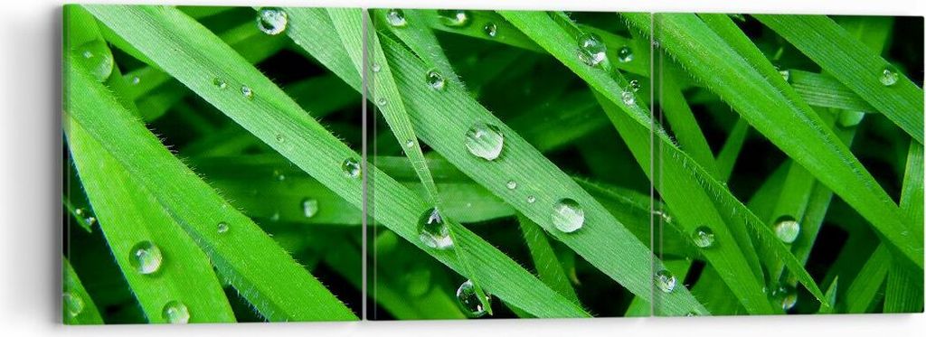 Bild auf Leinwand - Leinwandbild - Natur Gras Wasser Tropfen - 90x30cm - Wand Bild - Wanddeko - Leinwanddruck - Bilder - Kunstdruck - Wanddekoratio...