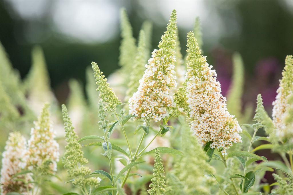 Buddleja 'Buzz Ivory' -R-, Schmetterlingsflieder, cremeweiß, 40–60 cm