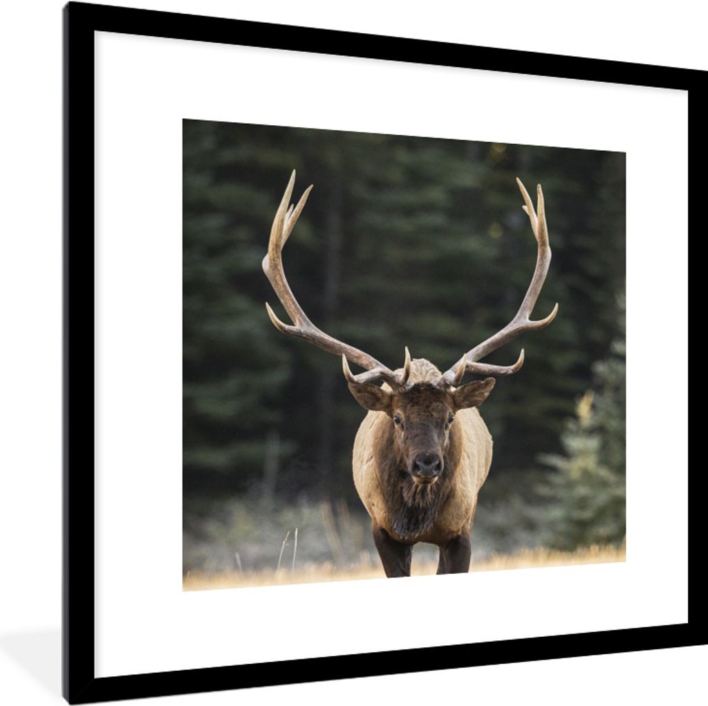 MuchoWow Gerahmtes Poster Hirsch - Baum - Geweih 40x40 cm - Poster mit Schwarzem Bilderrahmen Wandposter Rahmen Foto Bilder - Poster - Plakat im ...