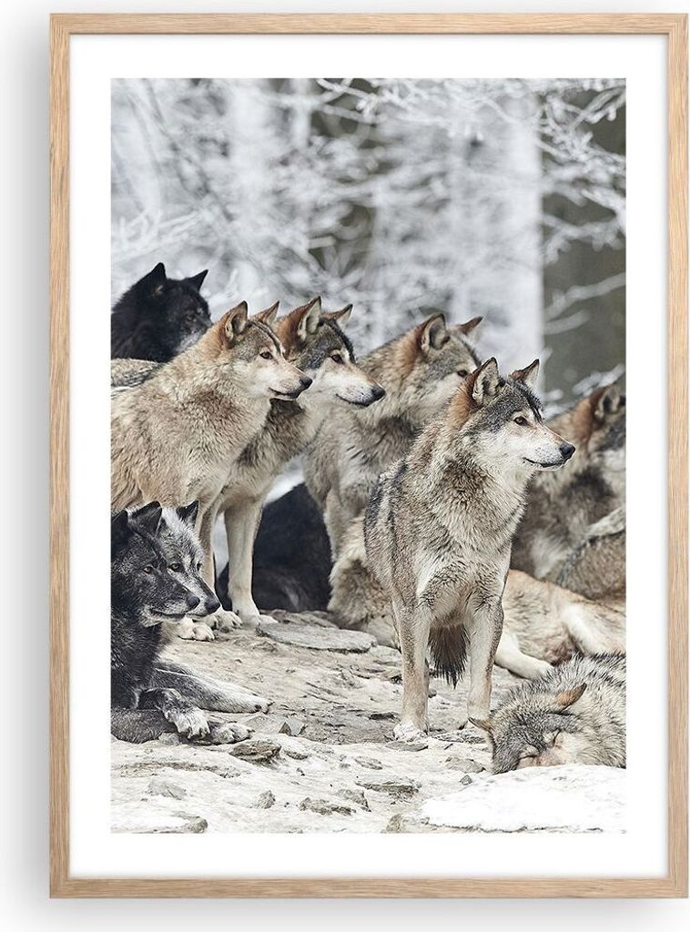 Gerahmtes Poster - Rahmen in heller Eiche - Rudel Wölfe Winter - 50x70 cm - Wand Bild - Wanddeko - Wandbilder - Wandposter - Bilderrahmen - Bilder...