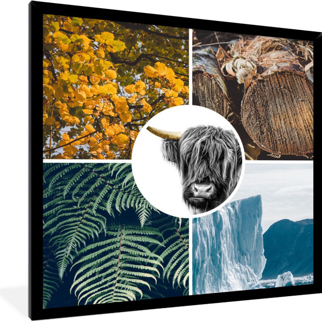 MuchoWow MuchoWow Gerahmtes Poster Schottische Hochlandrind - Collage - Pflanzen - Baum 40x40 cm - Poster mit zchwarzem Bilderrahmen - Mit Rahm...