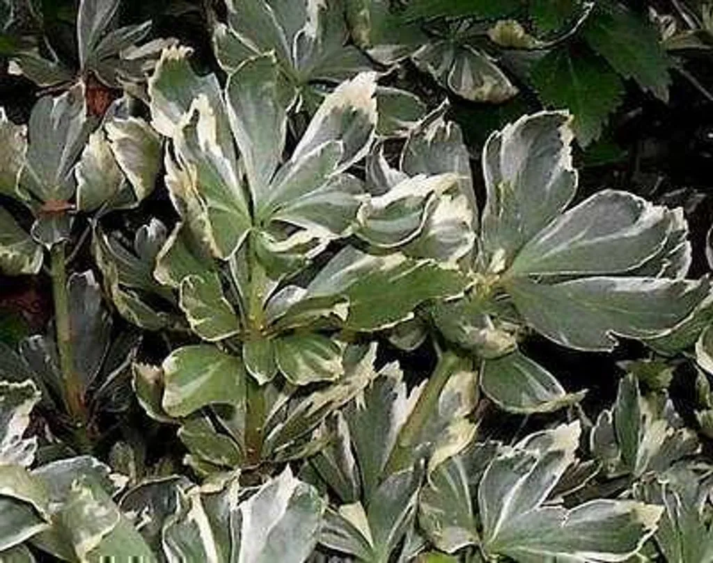 Pachysandra Variegata persistant - 6 godets de 9cm au feuillage argenté