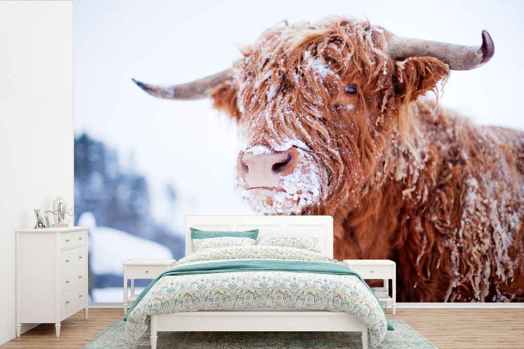 MuchoWow Fototapete für Wohnzimmer oder Schlafzimmer Wandtapete Vinyl Motivtapete Schottischer Highlander - Schnee - Braun - 525x350 cm - Das Hi...