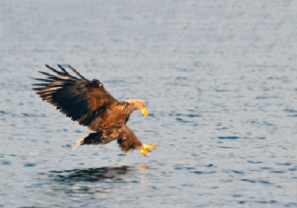 3 D Ansichtskarte fischender Seeadler, Postkarte Wackelkarte Hologrammkarte, Tier Vogel Adler