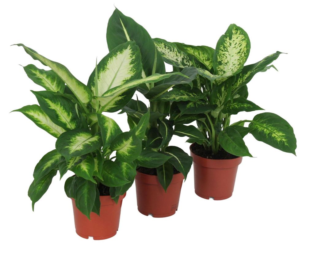 Diffenbachia 40 cm 3er Set Zimmerpflanze