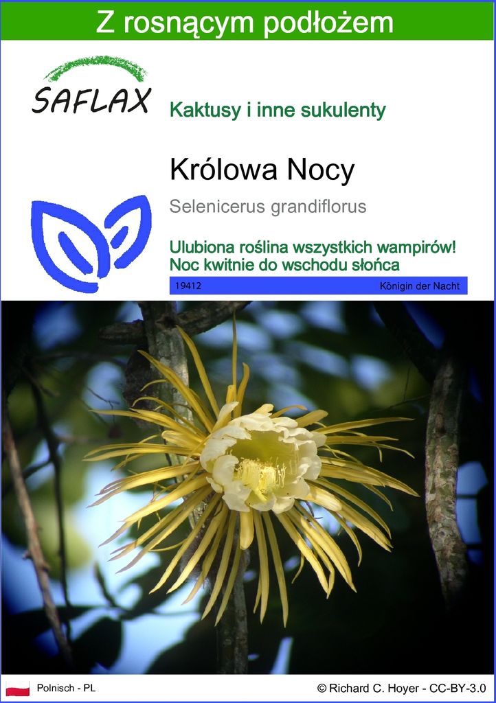 SAFLAX - Królowa Nocy - 40 Nasiona - Z podłożem uprawowym Zdjęcie produktu 
