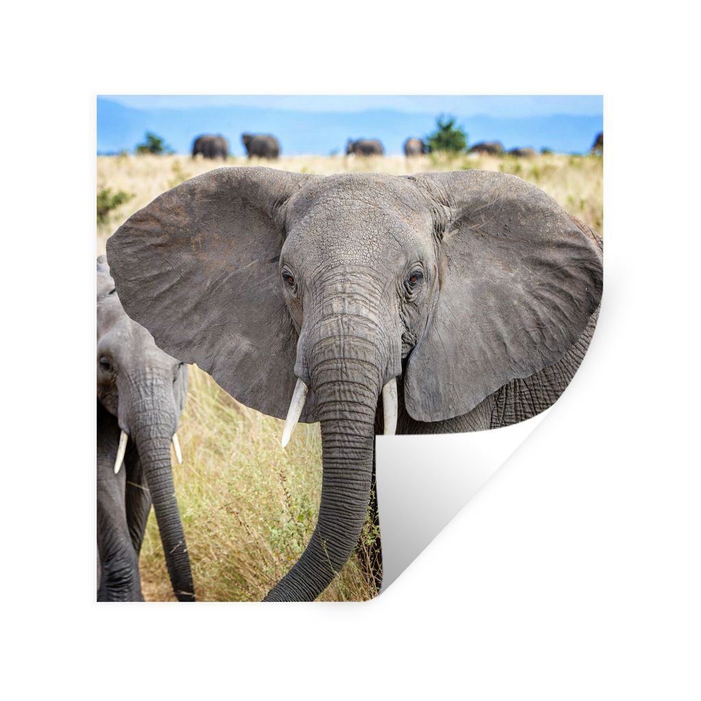 MuchoWow Wandtattoo Wandsticker Wandaufkleber Elefant - Tiere - Gras - Natur 80x80 cm Selbstklebend und Repositionierbar - Wierderverwendbar - Se...