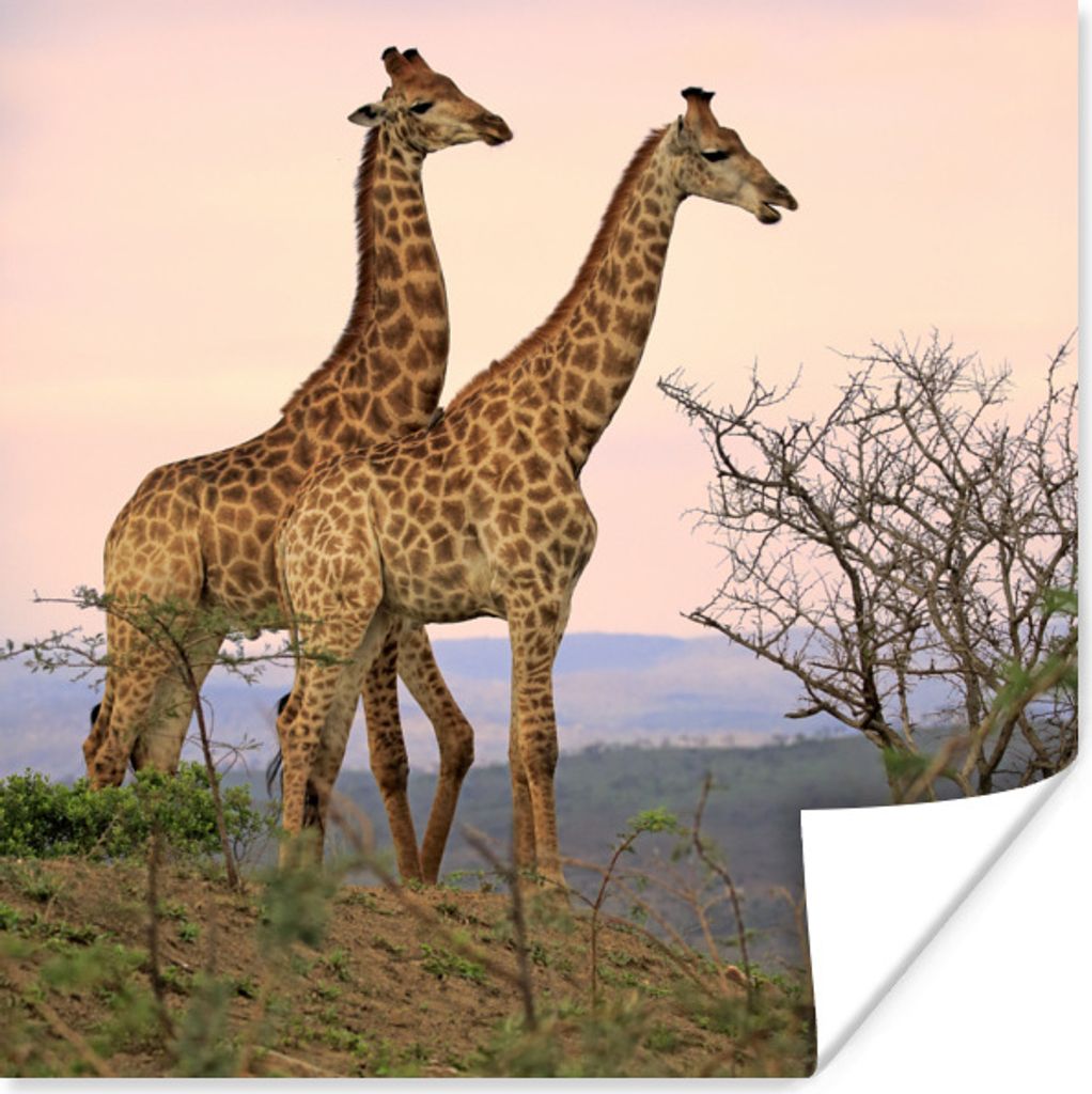 MuchoWow Poster Giraffen - Himmel - Landschaft 30x30 cm - Wandposter - Printing