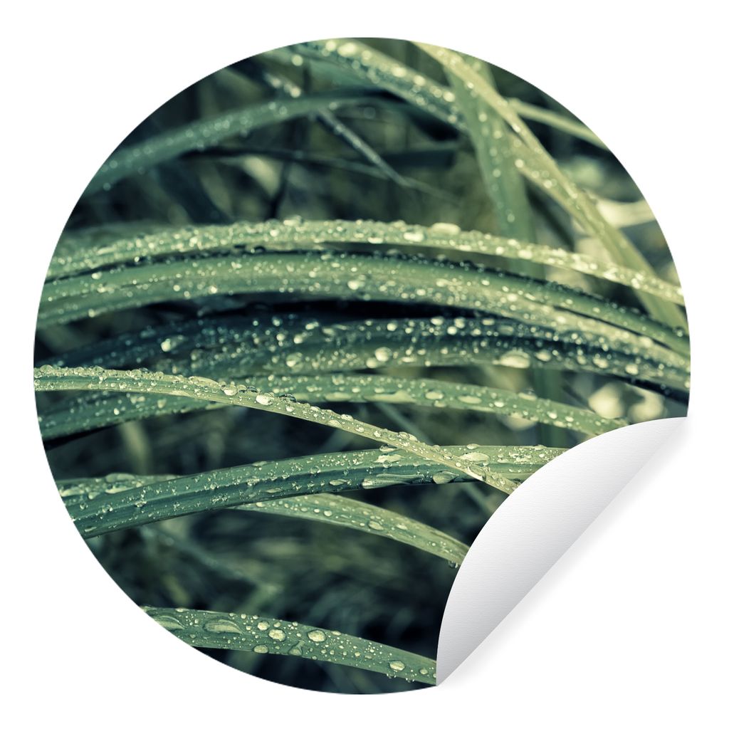 MuchoWow Runde Wandtattoo - Wandsticker Tapete Aufkleber Grünes botanisches Gras nach Regenfällen Ø 50 cm Selbstklebend und Repositionierbar -...