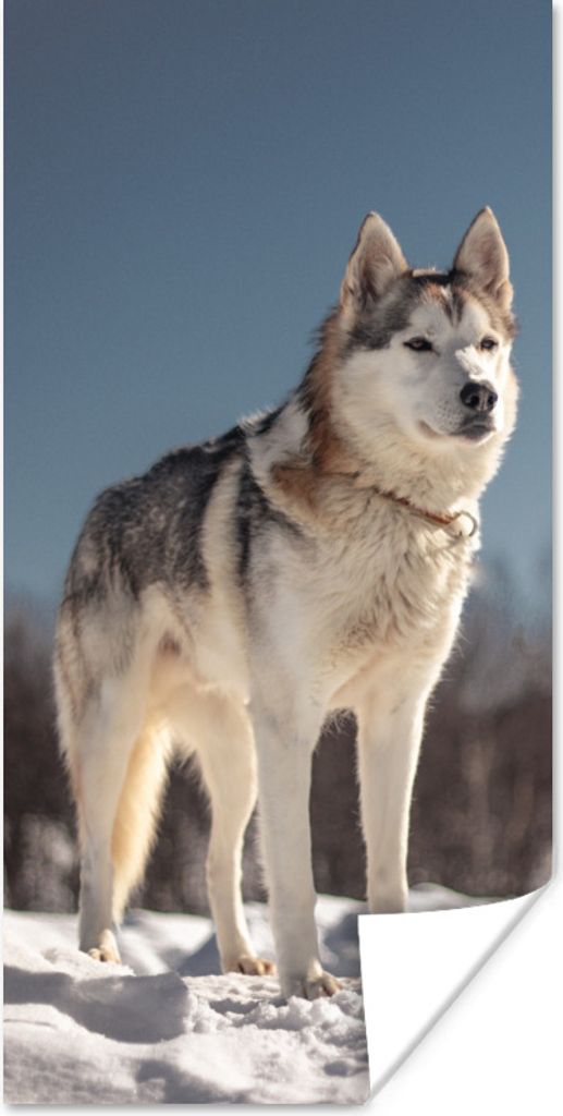 MuchoWow Poster Husky im Schnee 60x120 cm - Wandschmuck