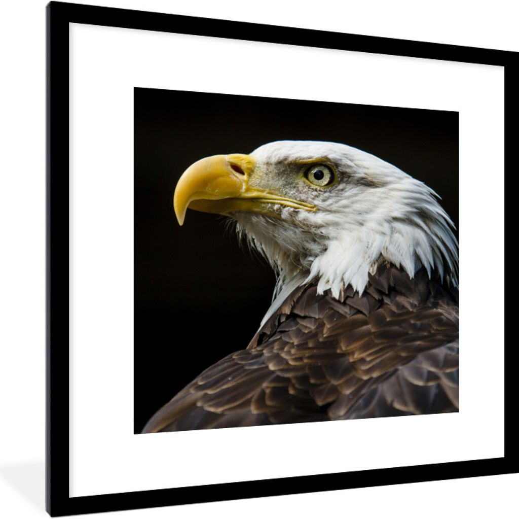 MuchoWow Gerahmtes Poster Adler - Vogel - Augen - Schnabel 40x40 cm - Poster mit Schwarzem Bilderrahmen Wandposter Rahmen Foto Bilder - Poster - ...