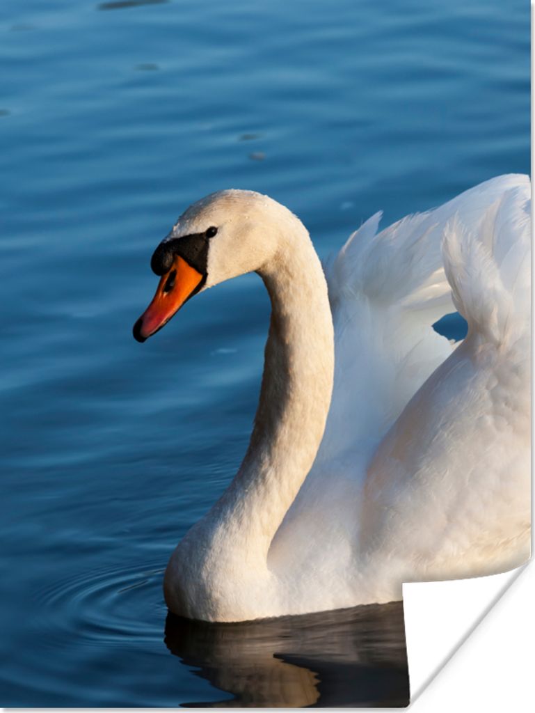 MuchoWow Poster Schwan - Wasser - Vogel - Weiß 90x120 cm - Wohnzimmer