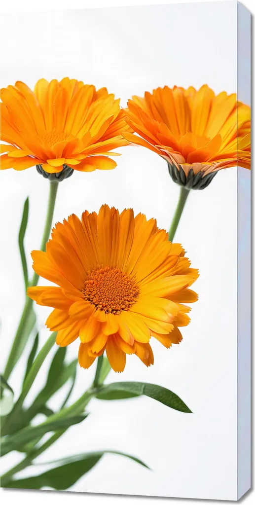 Quadro 50x100 cm Calendule Solari | Arredo Casa Moderno Tela Canvas