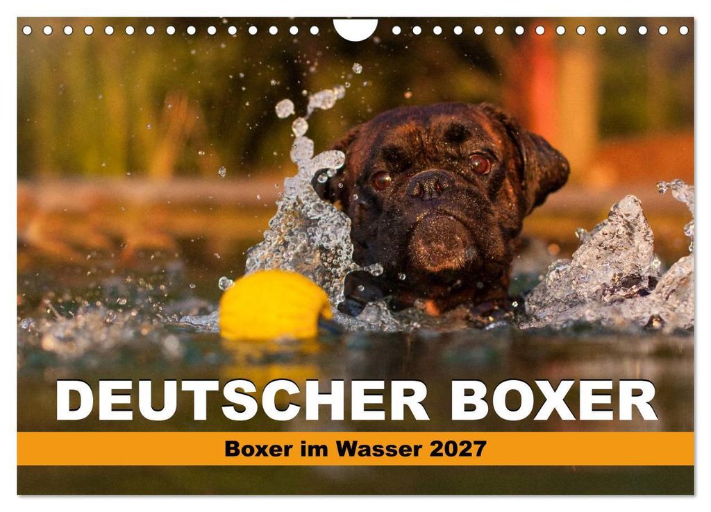 Deutscher Boxer - Boxer im Wasser 2027 (Wandkalender 2027 DIN A4 quer), CALVENDO Monatskalender