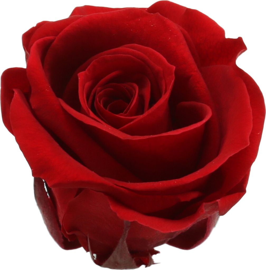 Konservierte Ewige Rosen Medium in Rot 8 Stück – Dekorative Blumenköpfe für stilvolle Raumgestaltung